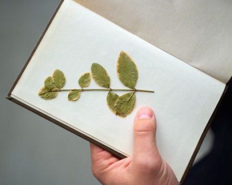 Regolamento aziendale e sostenibilità