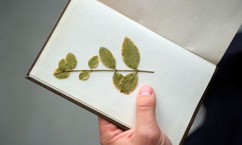 Regolamento aziendale e sostenibilità