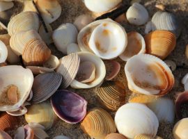 immagine mosaico-mare